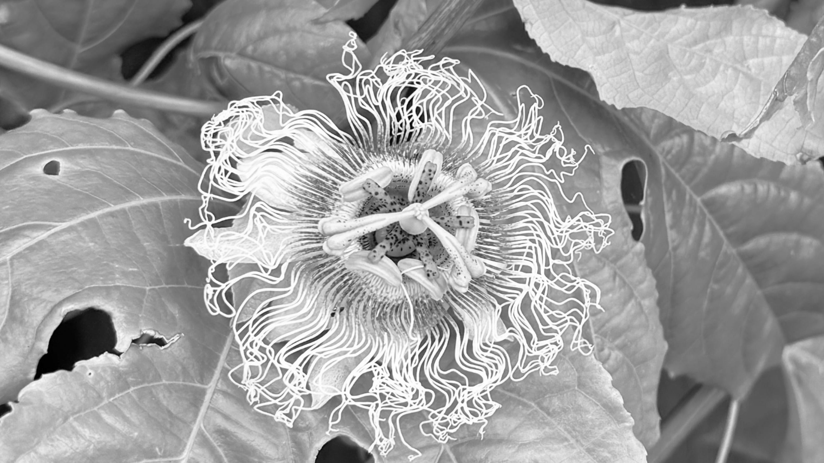 Passionflower: A Natural Remedy for Calm and Well-being