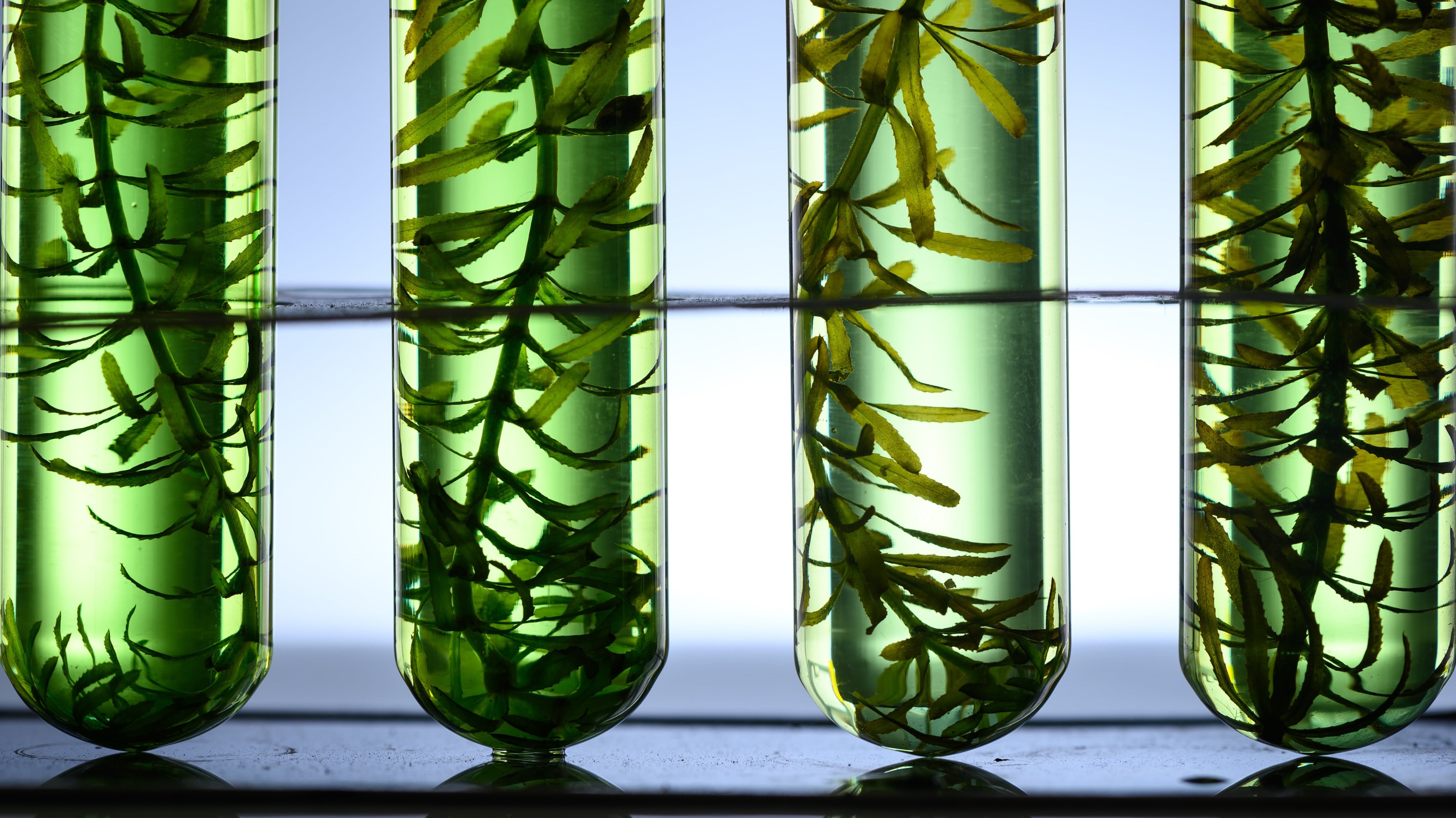 Sea to Skin: The Power of Seaweed for Resilient Skin