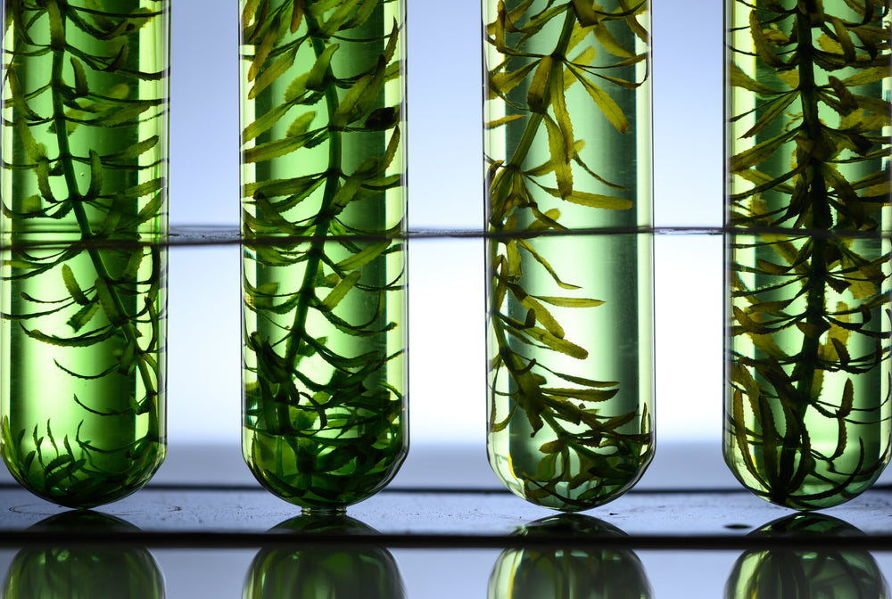 Sea to Skin: The Power of Seaweed for Resilient Skin