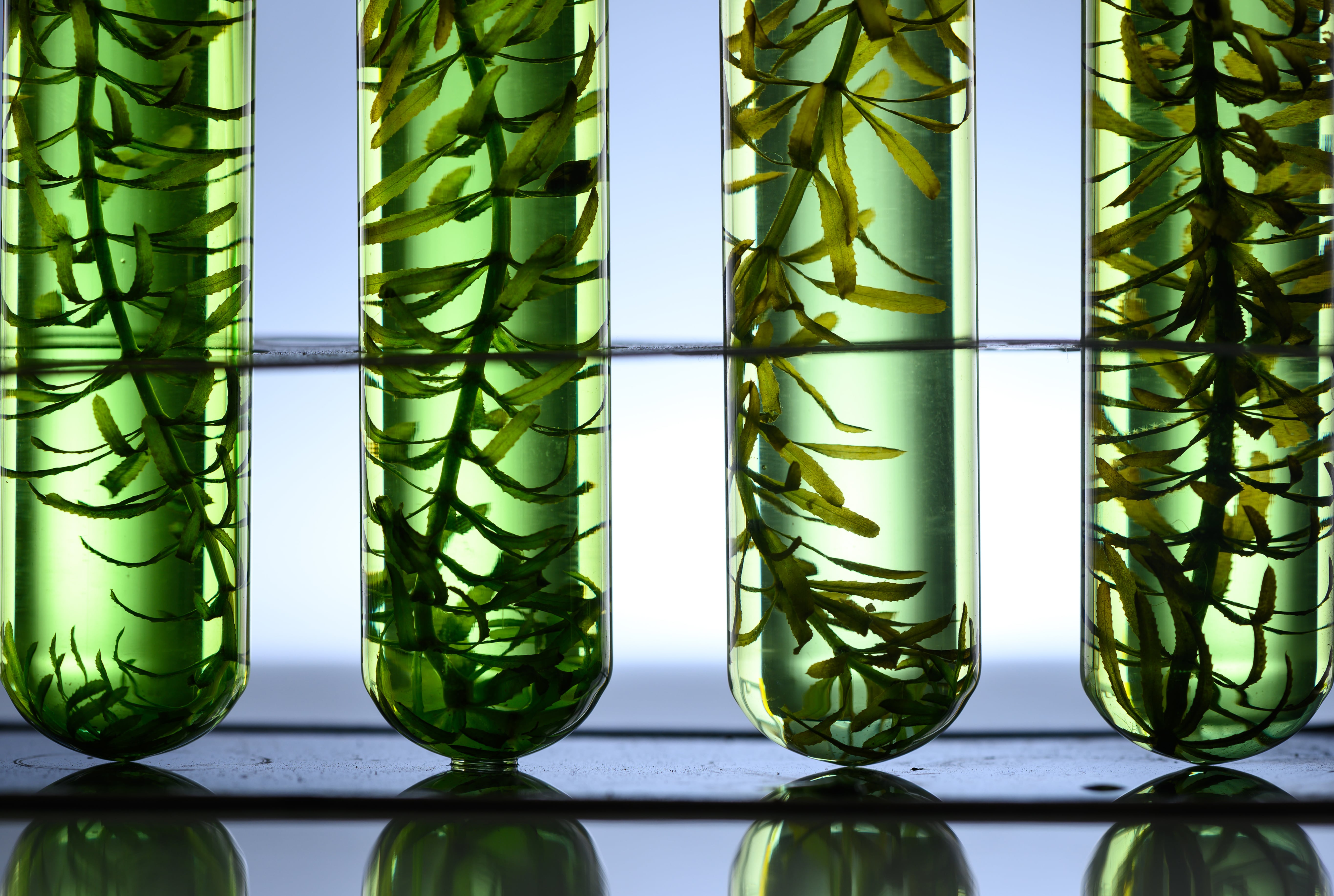 Sea to Skin: The Power of Seaweed for Resilient Skin